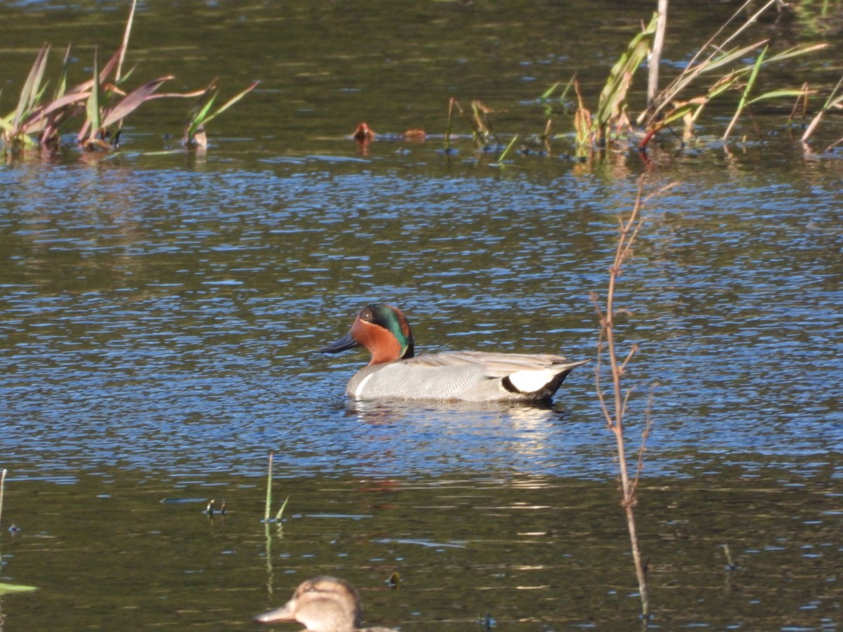 Green-winged Teal - ML616448521