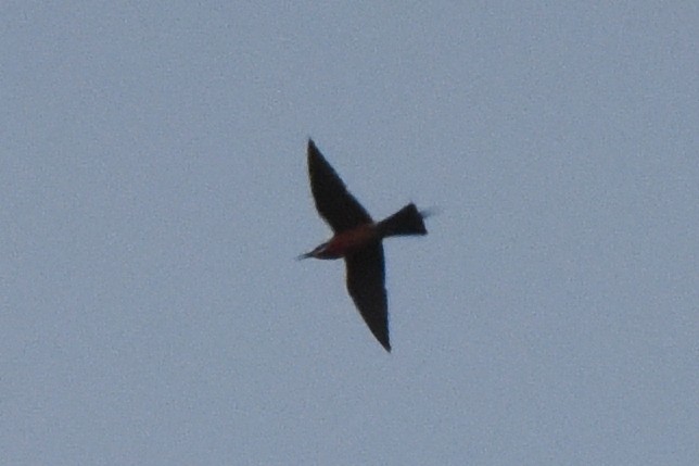 Rosy Bee-eater - ML616448527