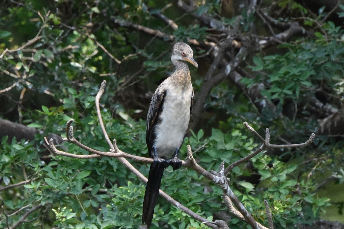 Long-tailed Cormorant - ML616448554