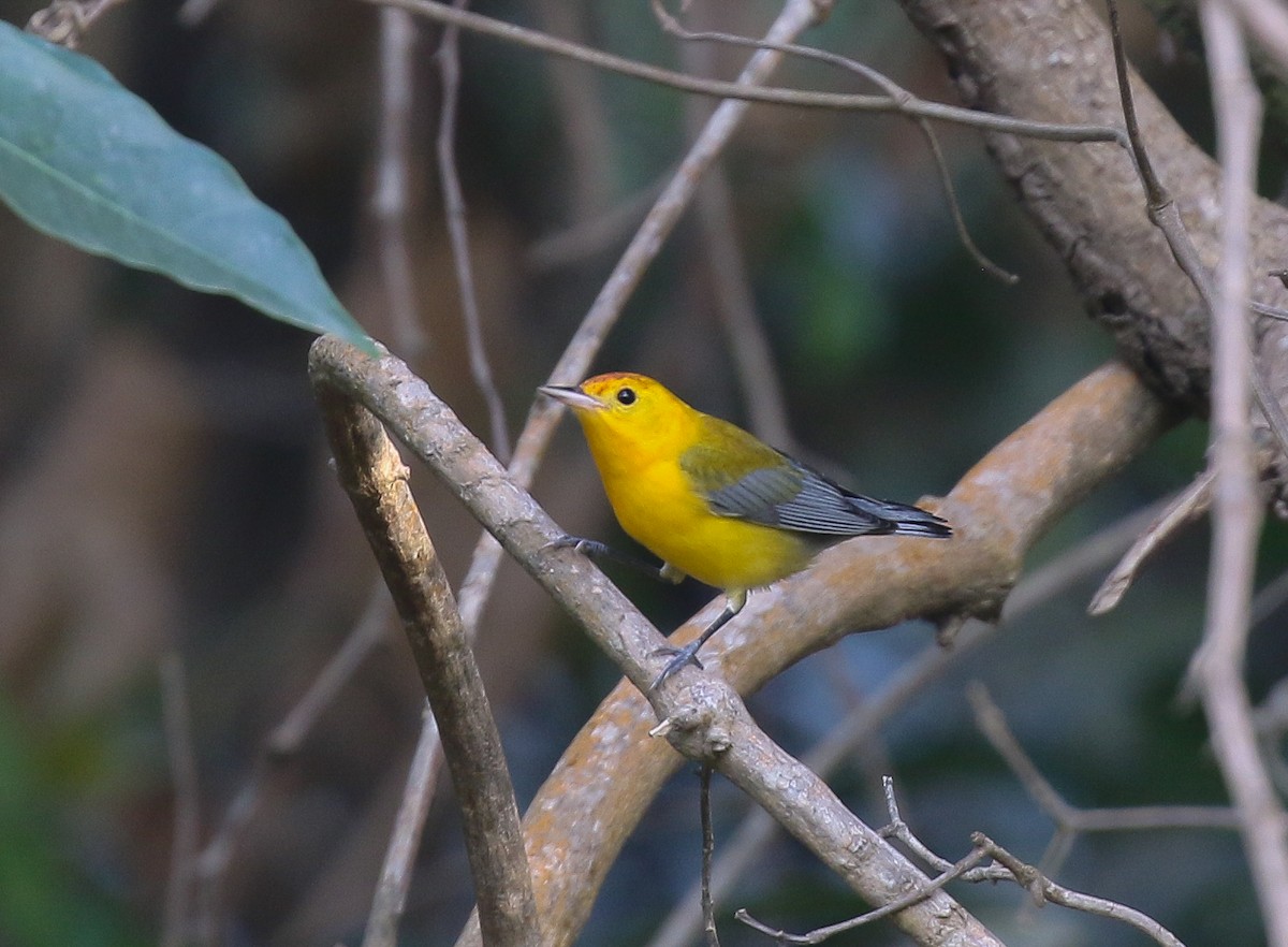 Prothonotary Warbler - ML616448581