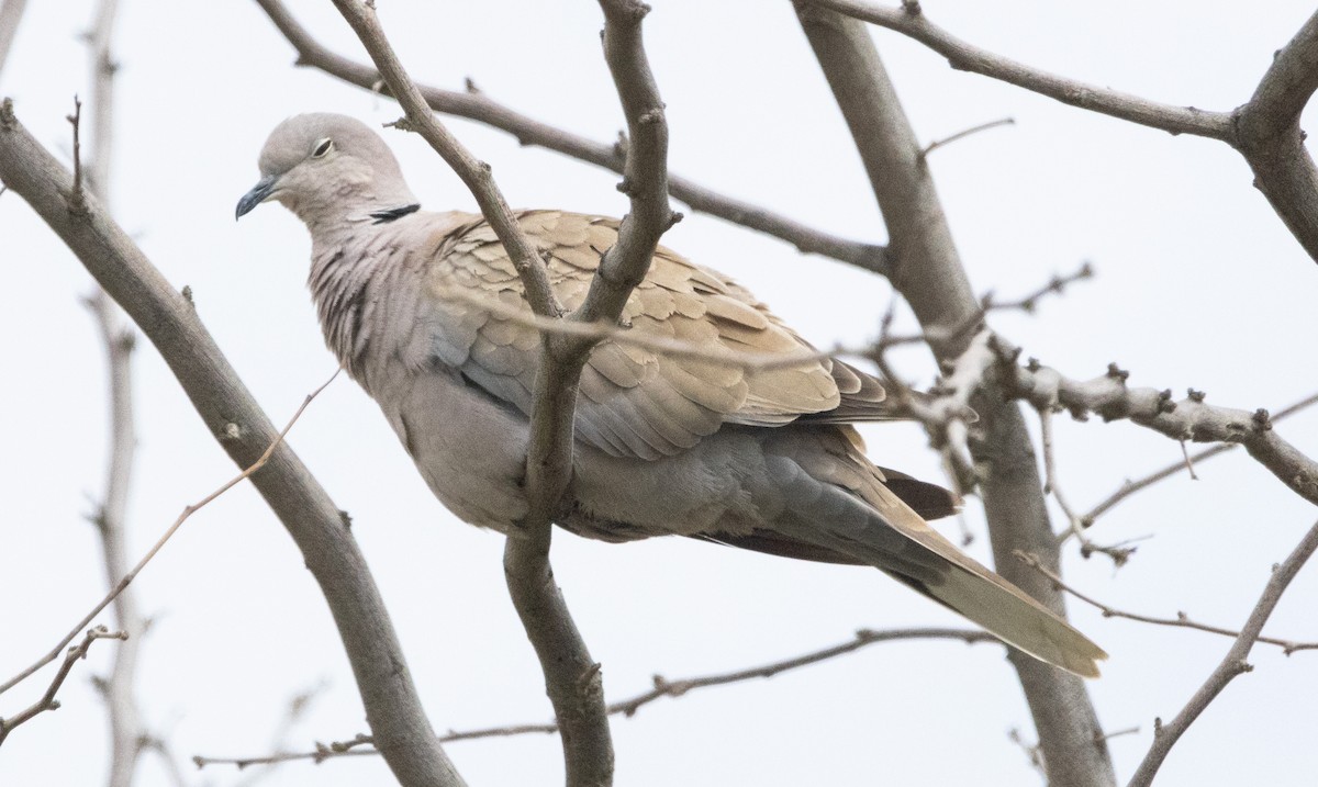 Eurasian Collared-Dove - ML616448844