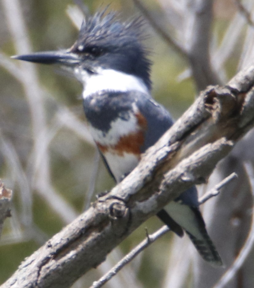 Belted Kingfisher - ML616448871