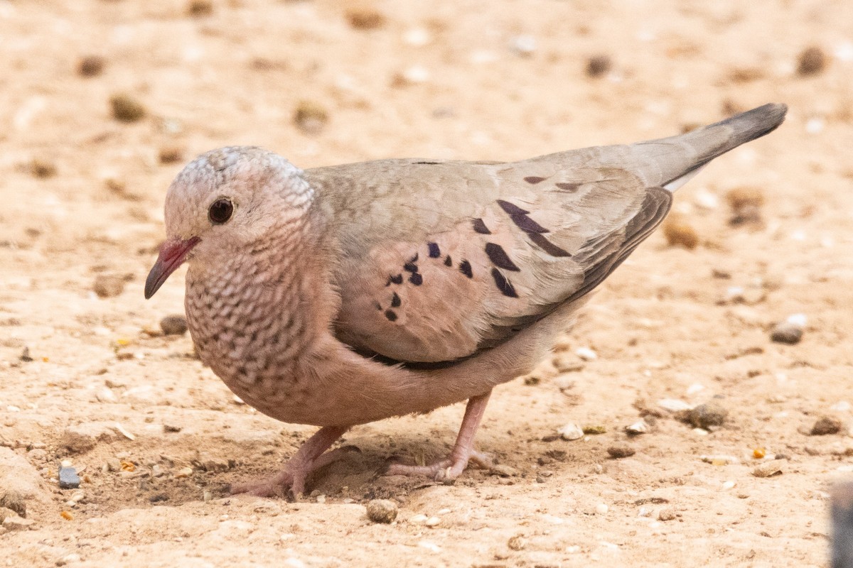 Common Ground Dove - ML616448884