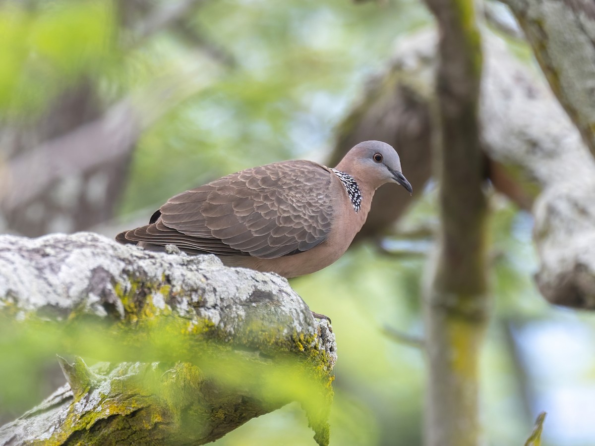 Spotted Dove - ML616448904