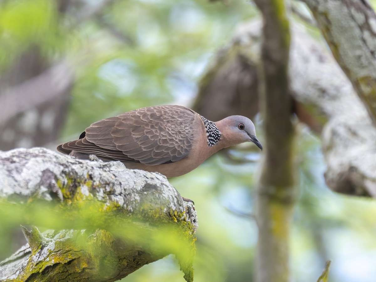 Spotted Dove - ML616448905