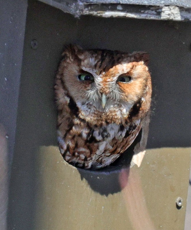 Eastern Screech-Owl - Wilson Hum