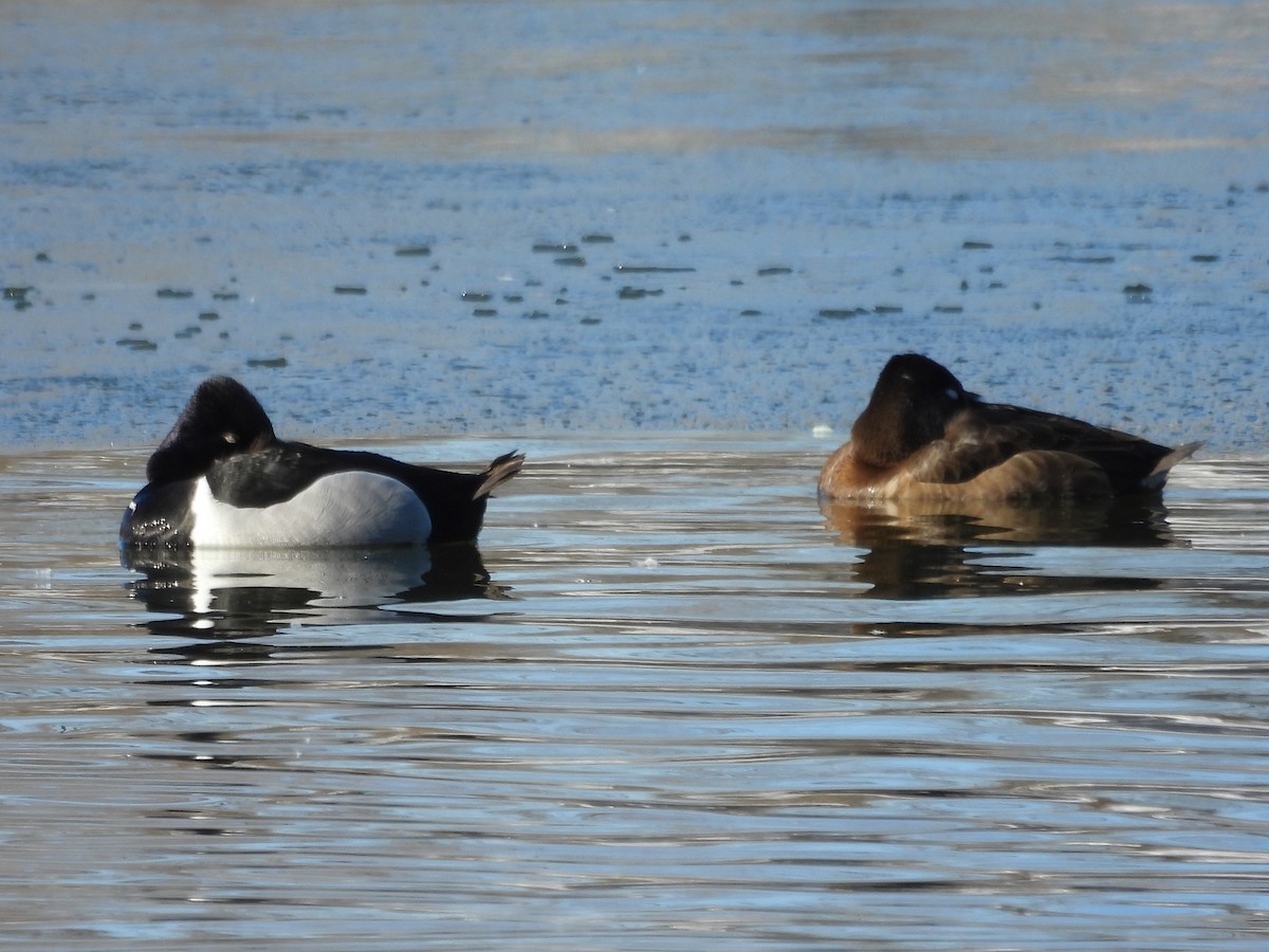 Ring-necked Duck - Kevin Seymour