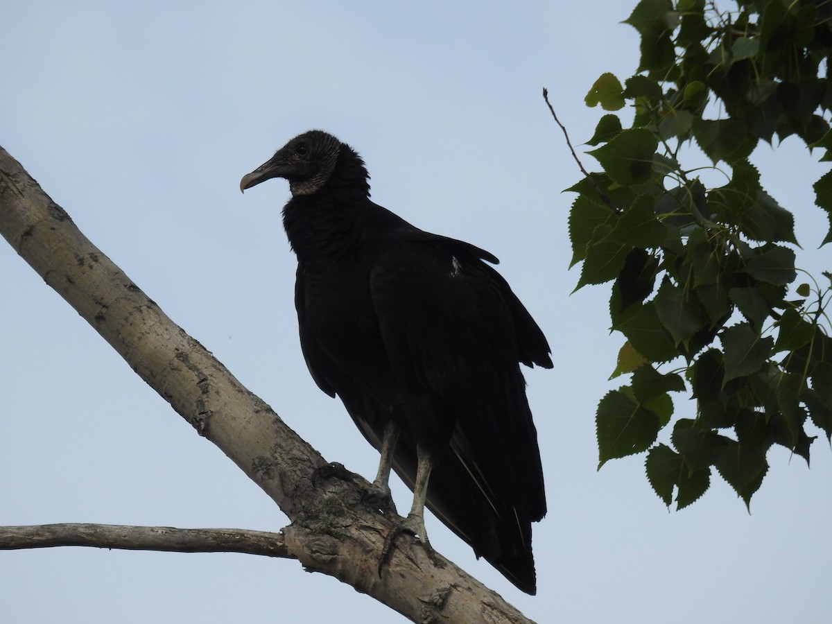 Black Vulture - ML616449030