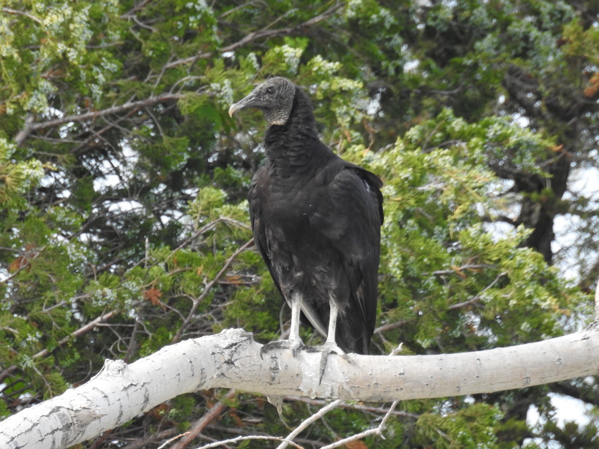 Black Vulture - ML616449031