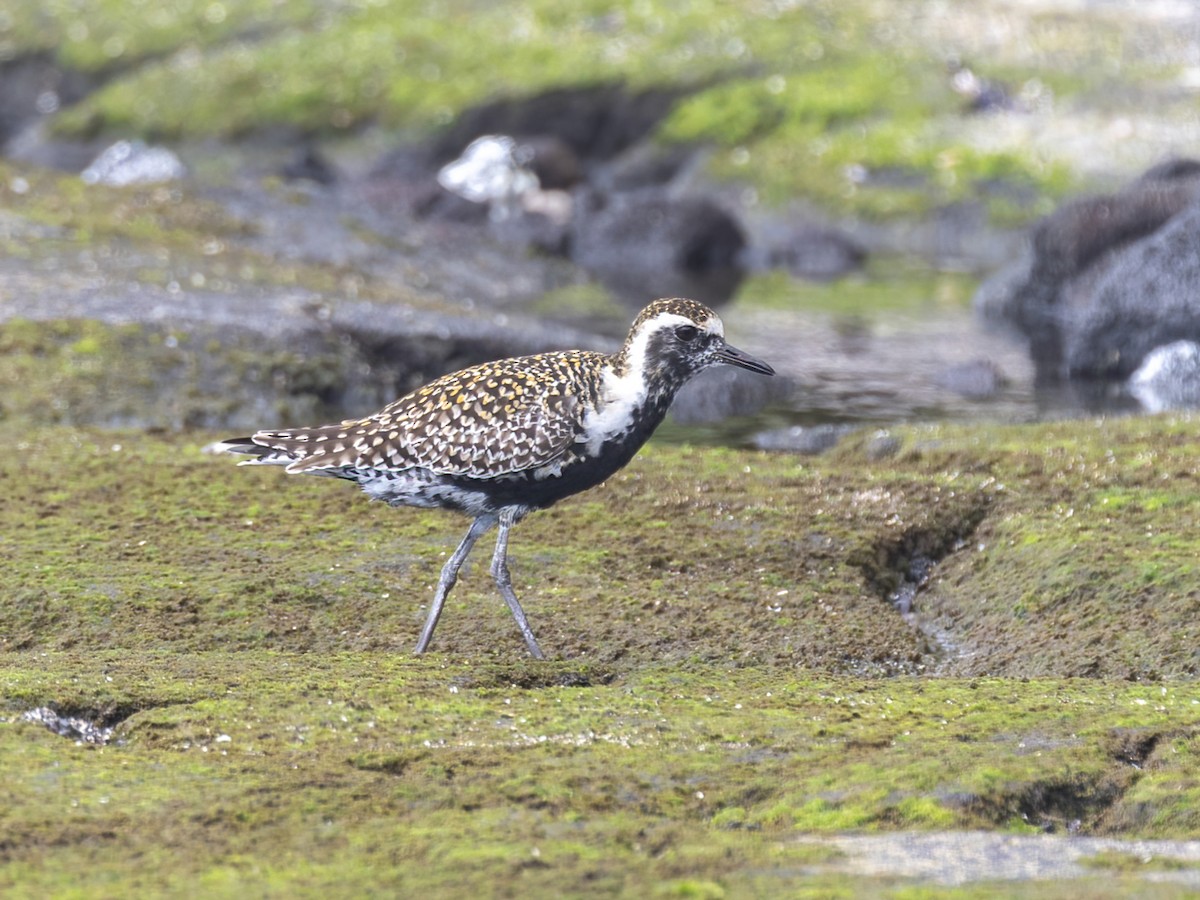 Pacific Golden-Plover - Bruce Aird