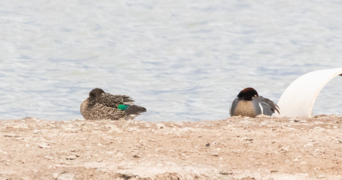 Green-winged Teal - ML616449089