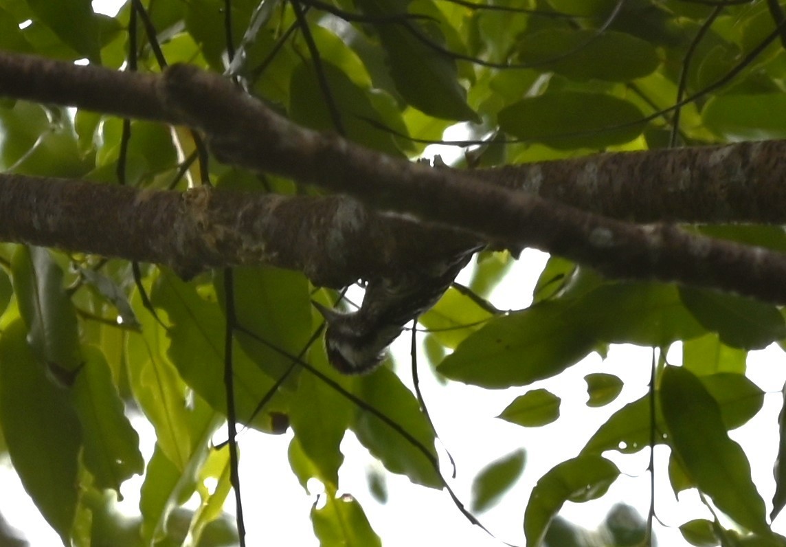 Sunda Pygmy Woodpecker - ML616449158