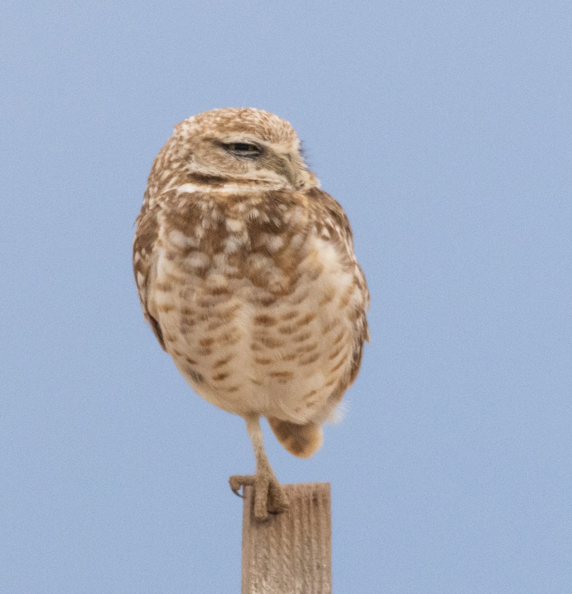 Burrowing Owl - ML616449175