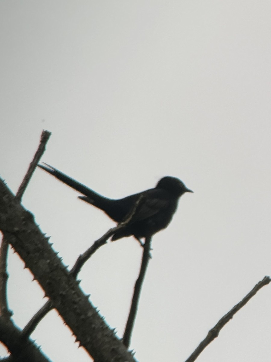 Narrow-tailed Starling - ML616449253