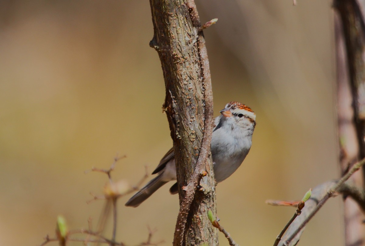 Chipping Sparrow - ML616449373