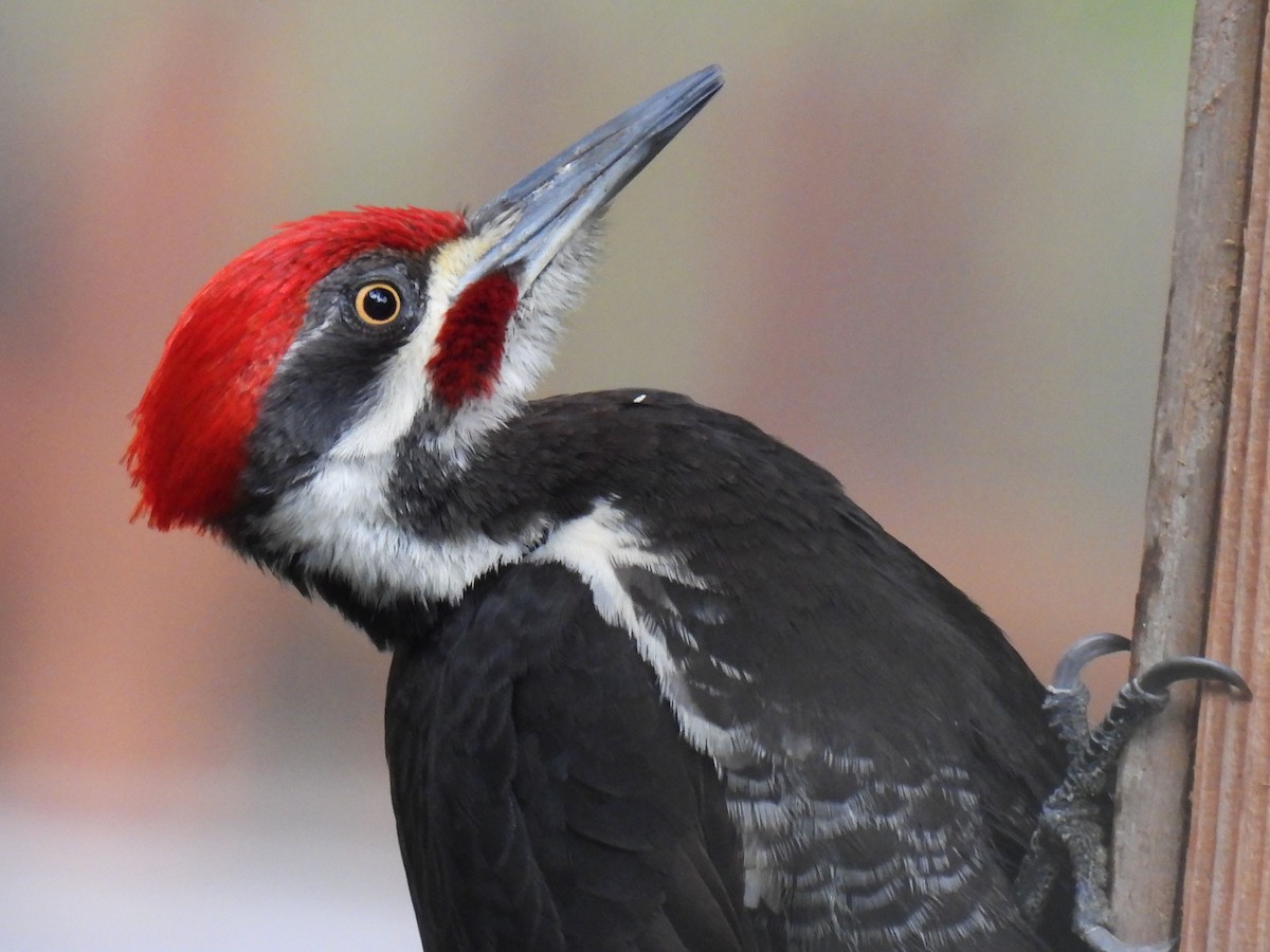 Pileated Woodpecker - ML616449589
