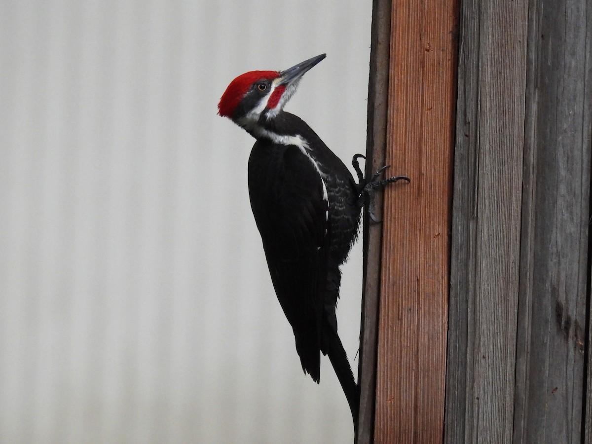 Pileated Woodpecker - ML616449590