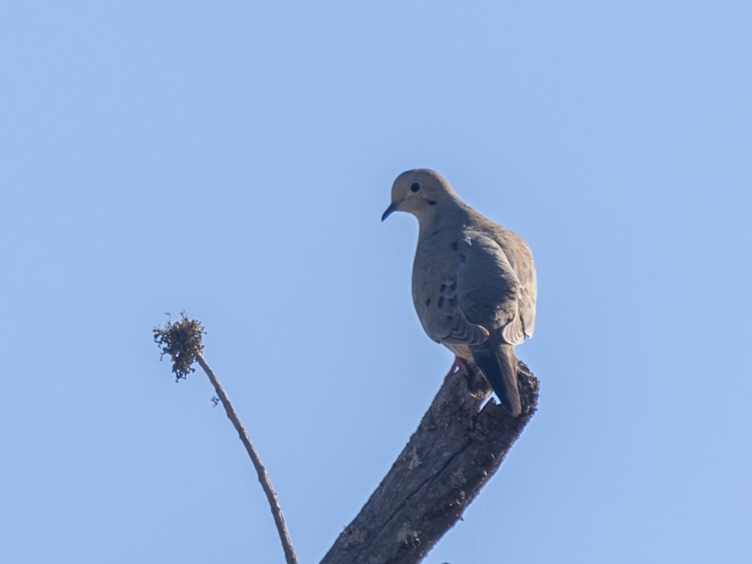 Mourning Dove - Bruce Aird