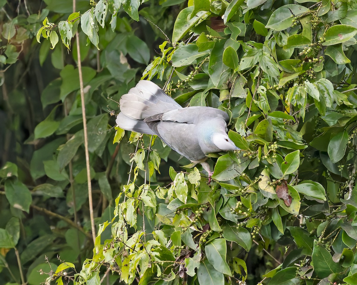 Ring-tailed Pigeon - ML616449638