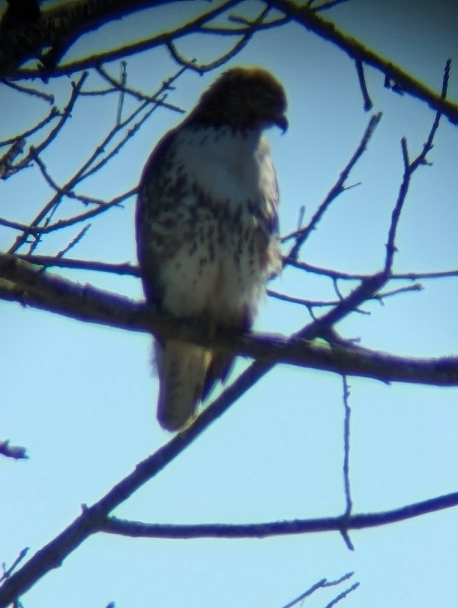 Red-tailed Hawk - ML616449680