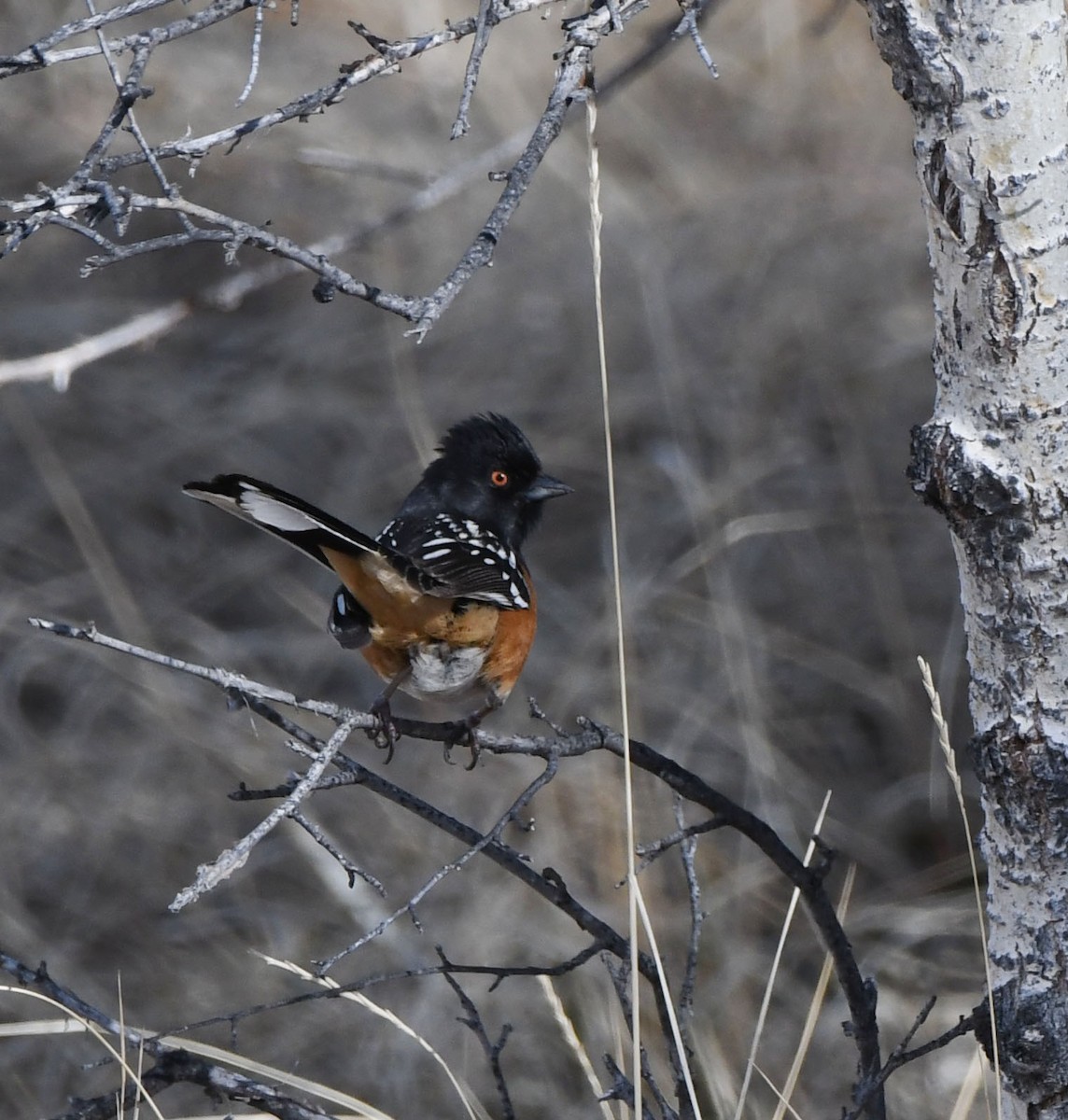 Spotted Towhee - ML616449987