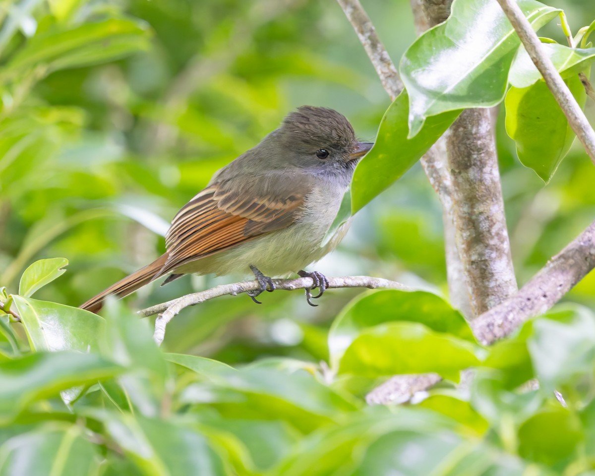Rufous-tailed Flycatcher - ML616450025