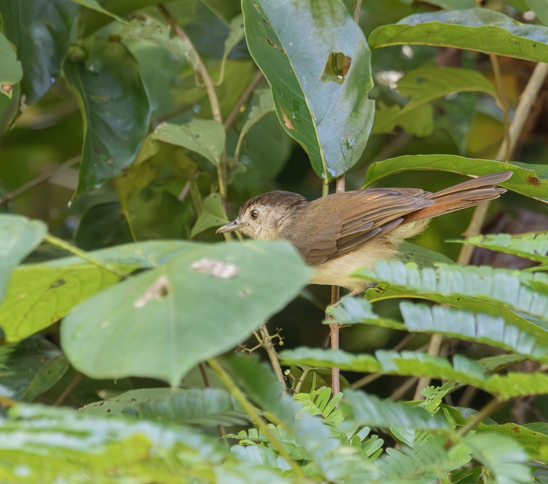 Sooty-capped Babbler - ML616450311