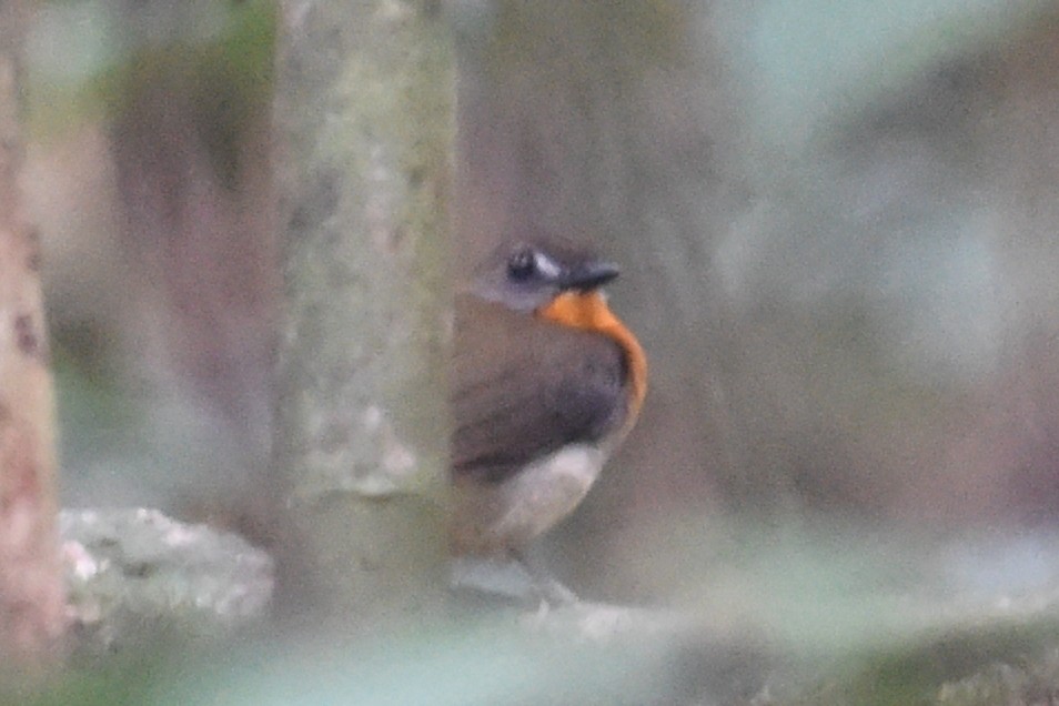 Orange-breasted Forest Robin - Nick Moore