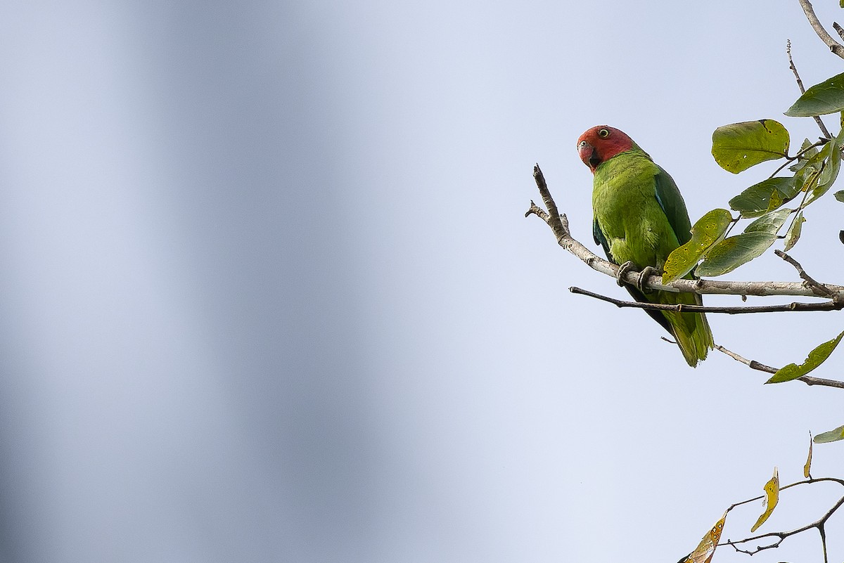 Red-cheeked Parrot - ML616450332