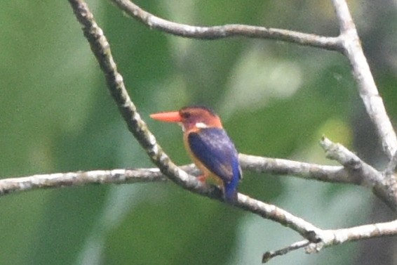 African Pygmy Kingfisher - Nick Moore