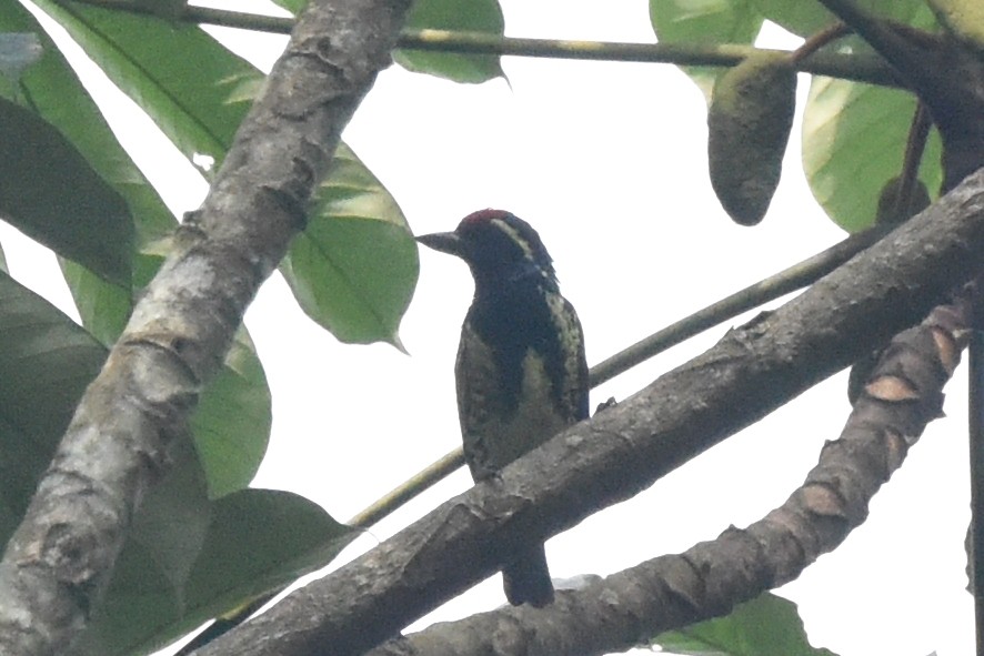 Yellow-spotted Barbet - ML616450444