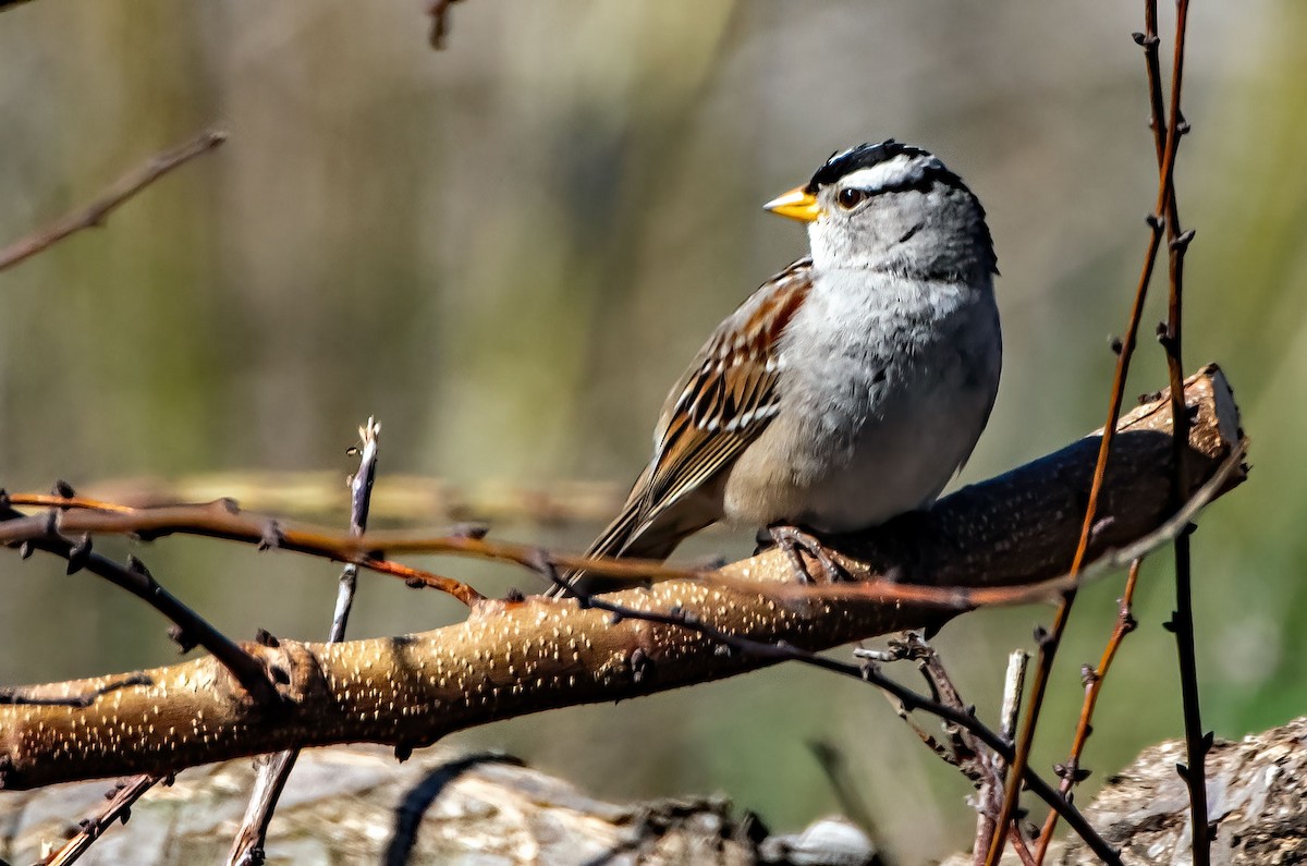 White-crowned Sparrow - ML616450457