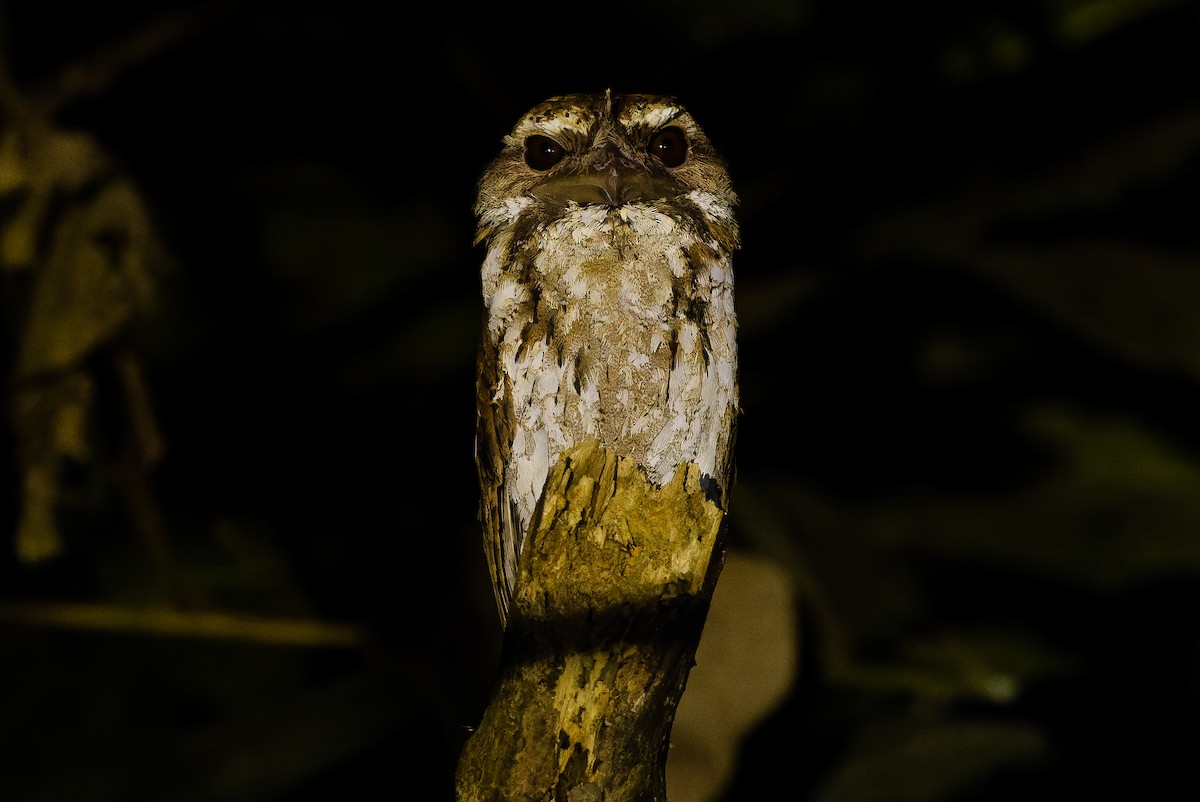 Marbled Frogmouth (Marbled) - ML616450684