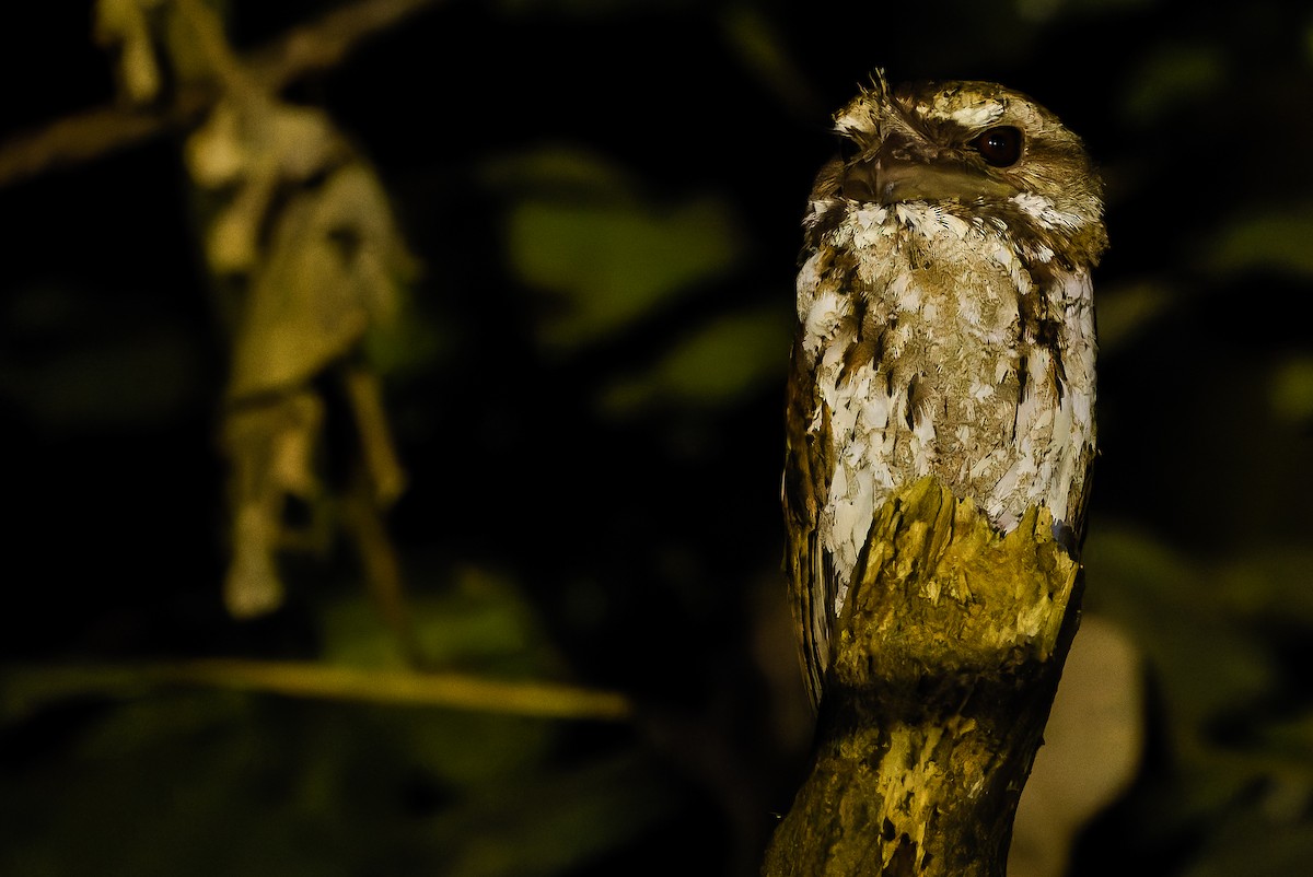Marbled Frogmouth (Marbled) - ML616450685