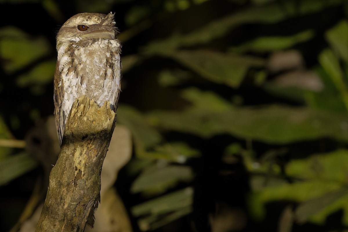 Marbled Frogmouth (Marbled) - ML616450686