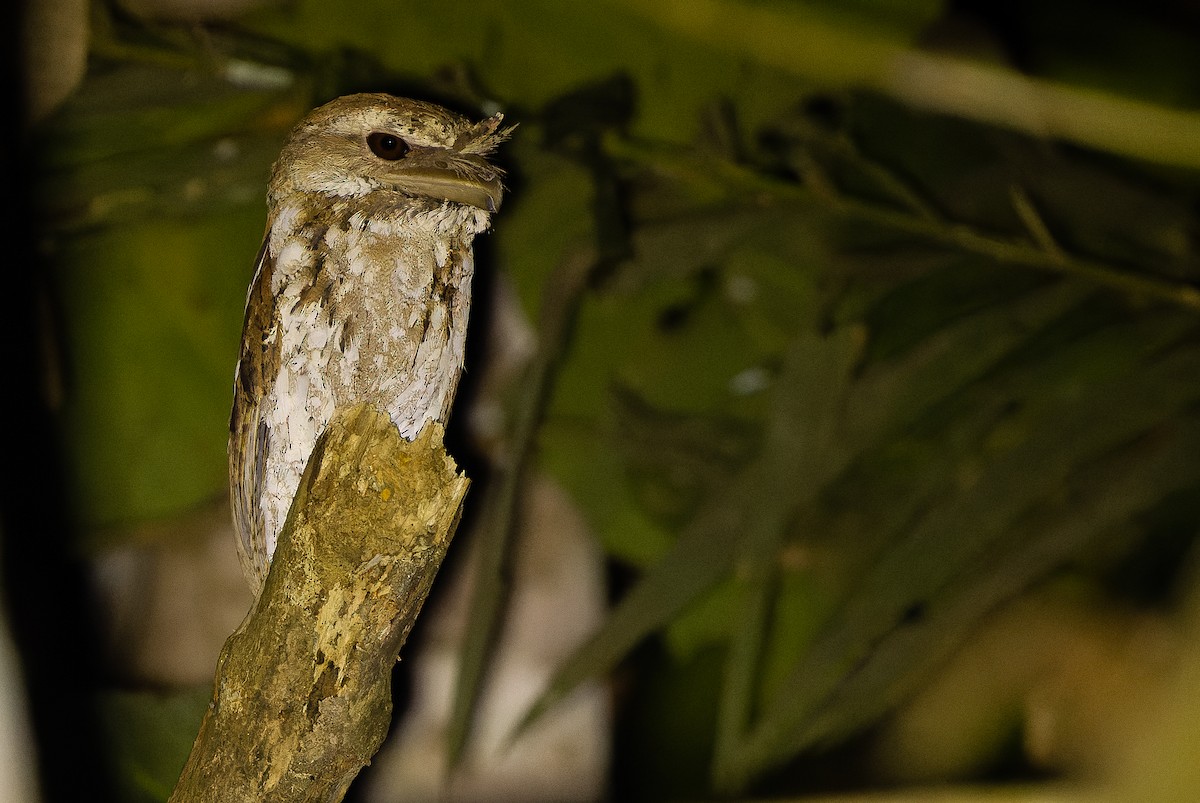 Marbled Frogmouth (Marbled) - ML616450690