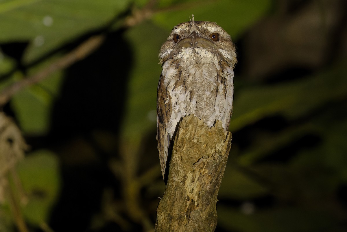 Marbled Frogmouth (Marbled) - ML616450691