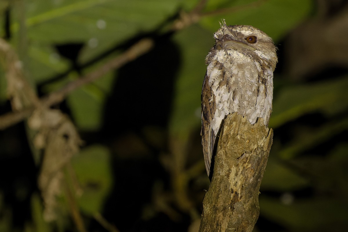 Marbled Frogmouth (Marbled) - ML616450692