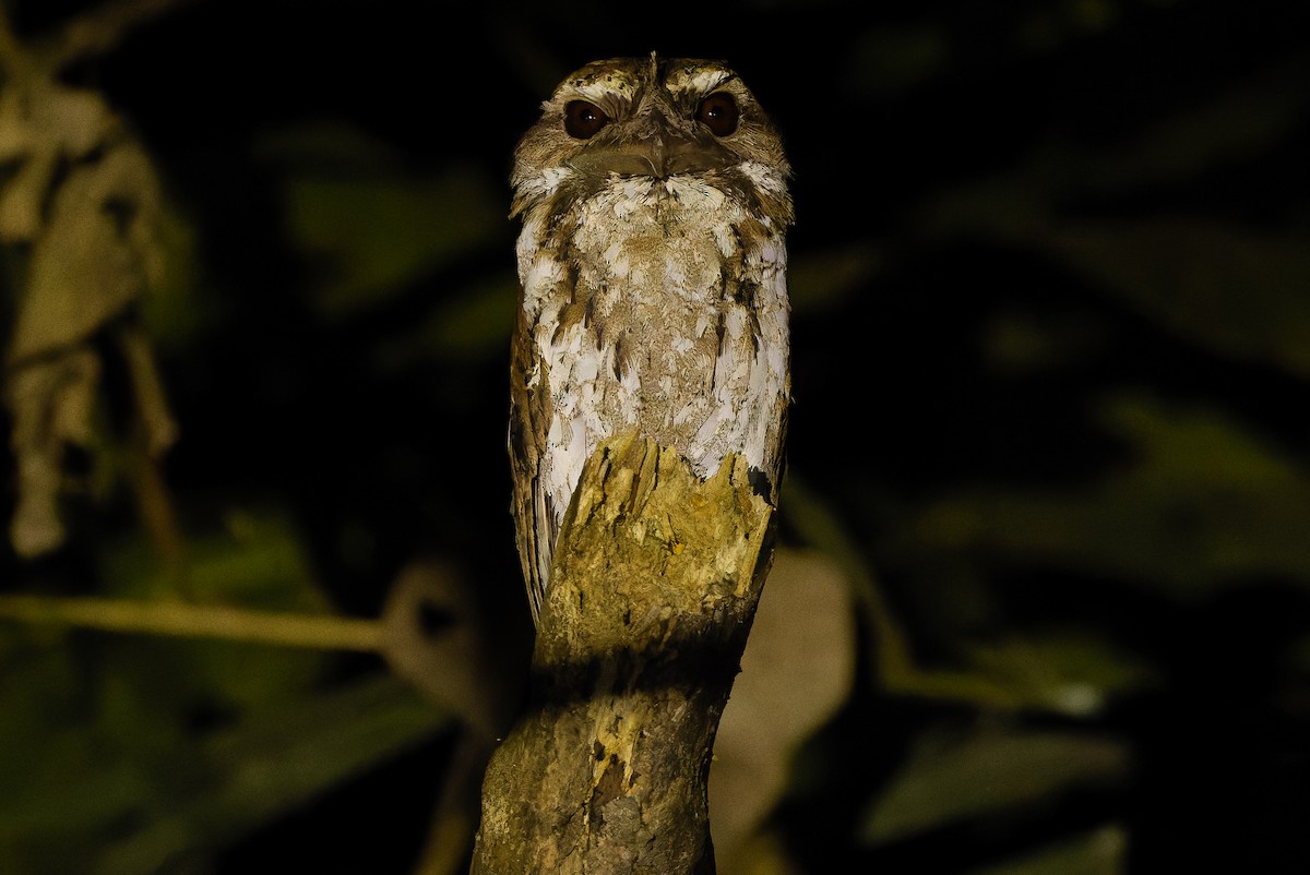 Marbled Frogmouth (Marbled) - ML616450693