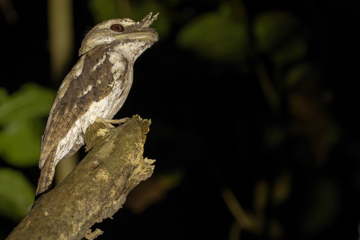 Marbled Frogmouth (Marbled) - ML616450694