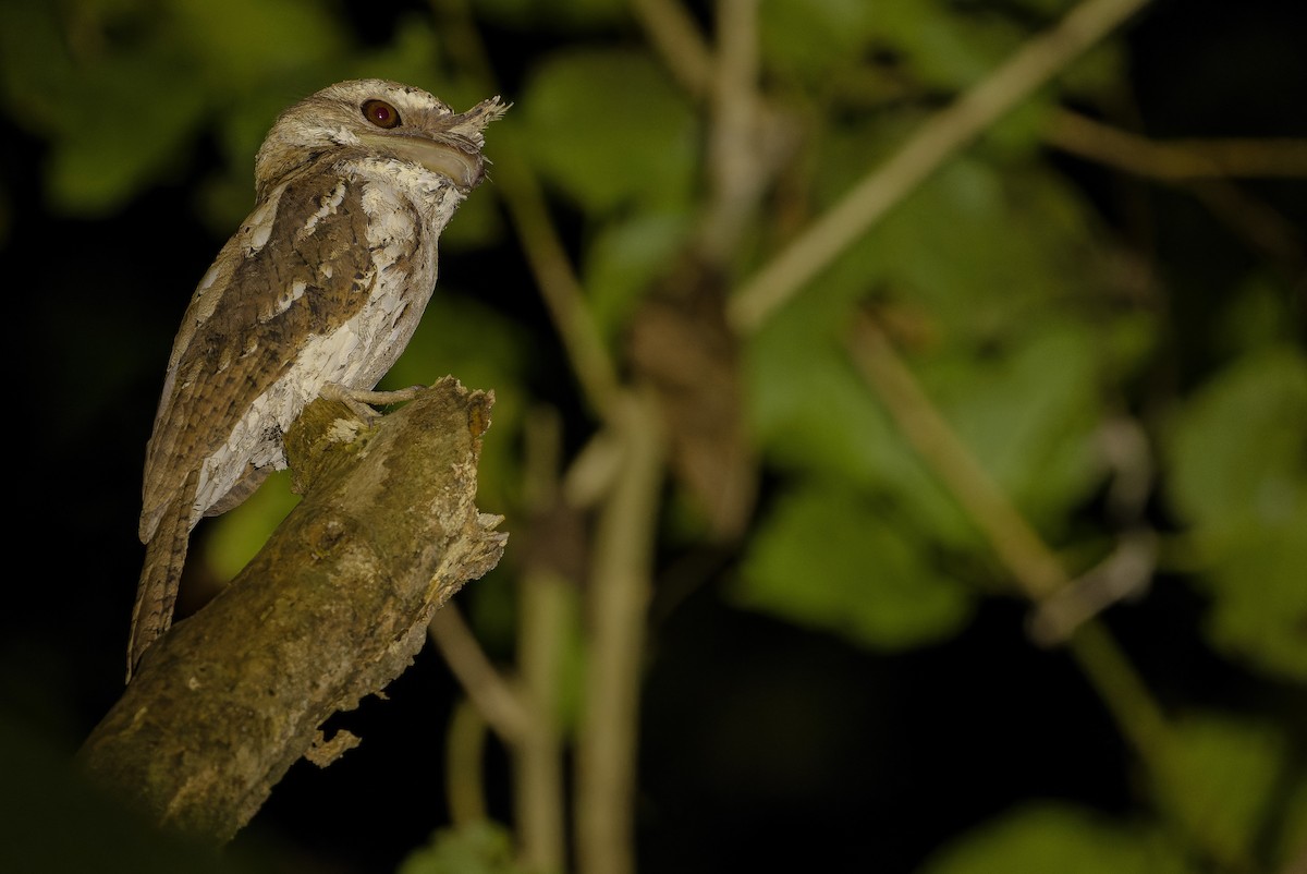 Marbled Frogmouth (Marbled) - ML616450695