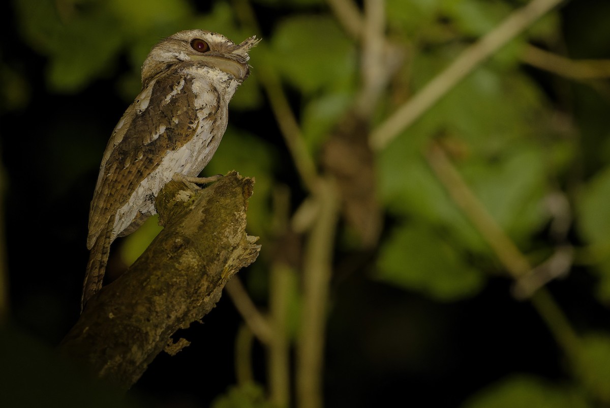 Marbled Frogmouth (Marbled) - ML616450696