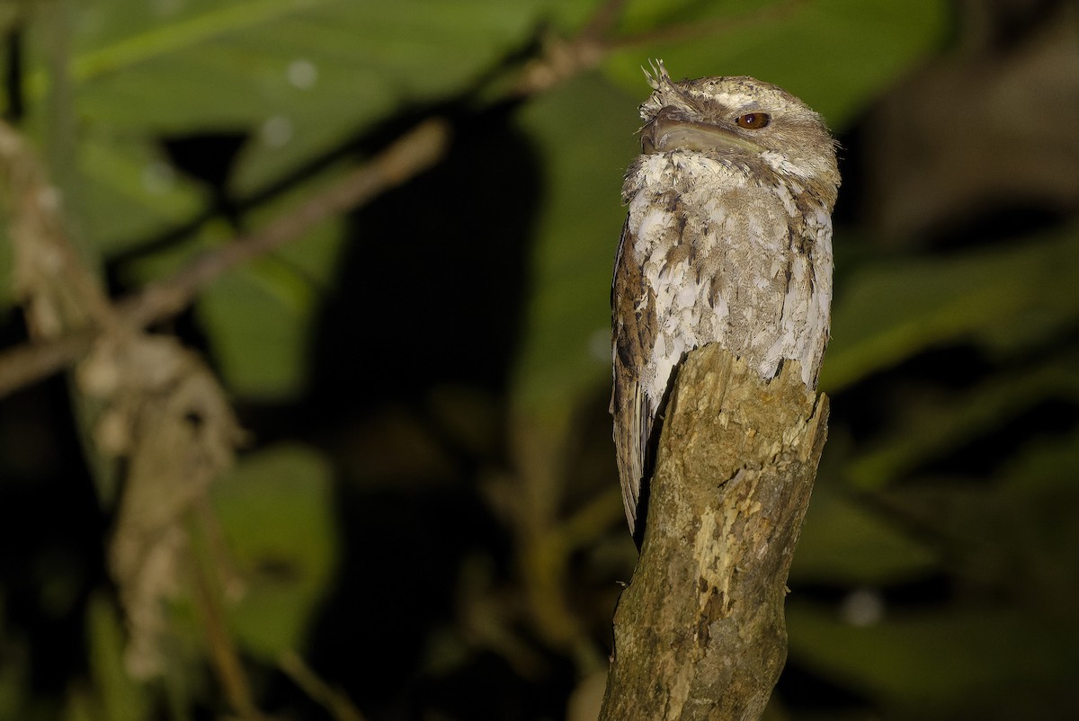 Marbled Frogmouth (Marbled) - ML616450697