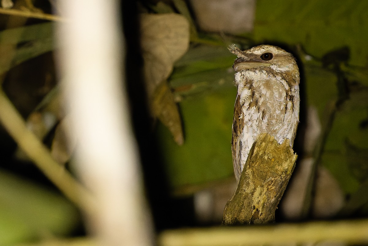 Marbled Frogmouth (Marbled) - ML616450698