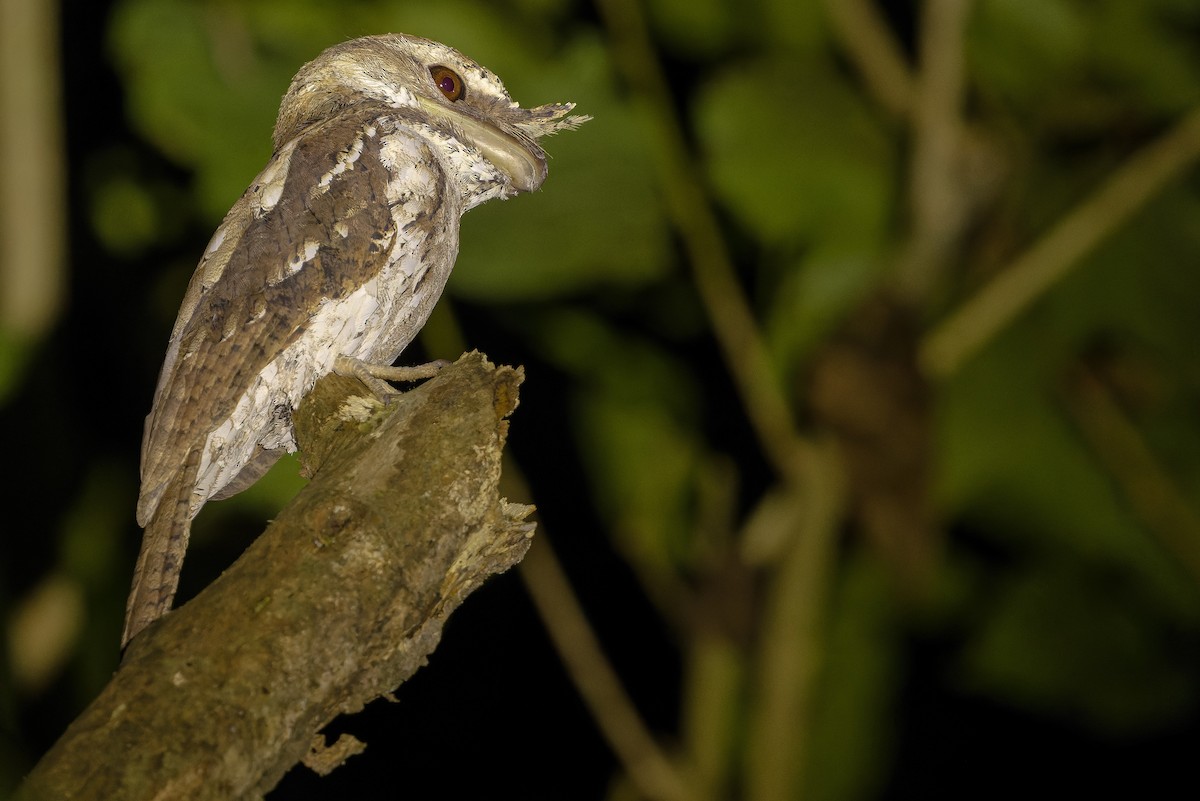 Marbled Frogmouth (Marbled) - ML616450699