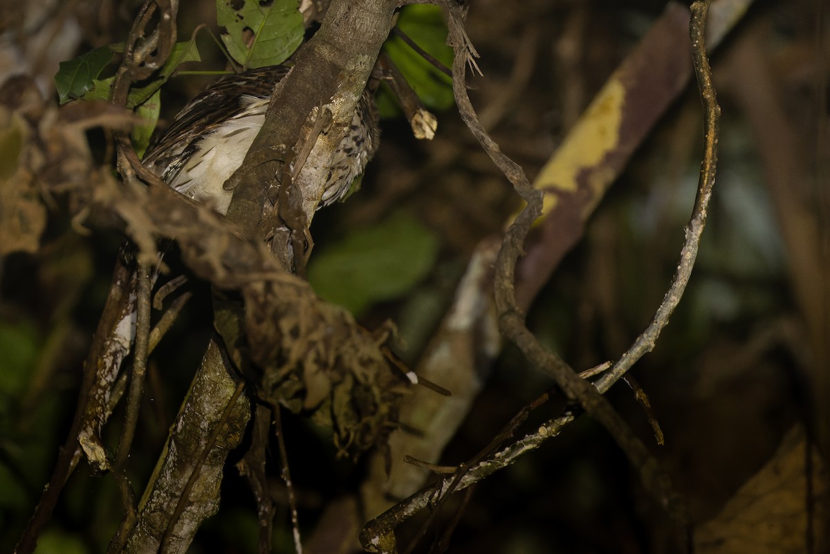 Papuan Owl - ML616450722