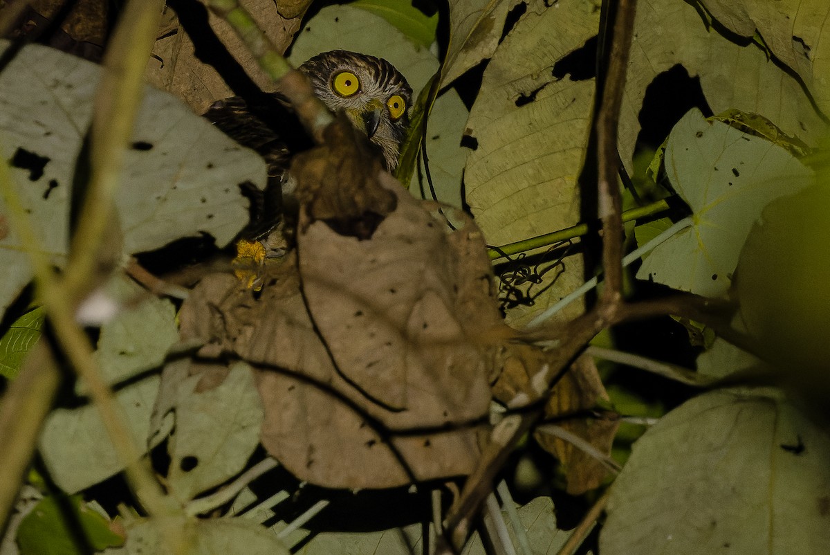 Papuan Owl - Joachim Bertrands