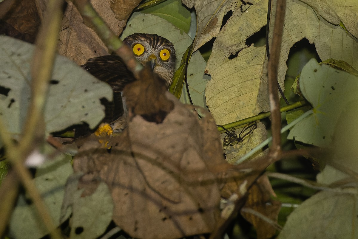 Papuan Owl - Joachim Bertrands