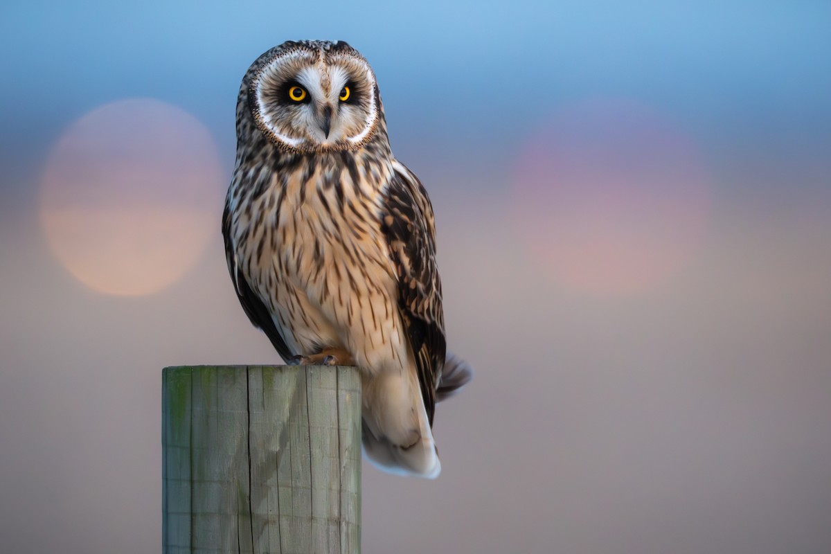 Short-eared Owl - ML616450747