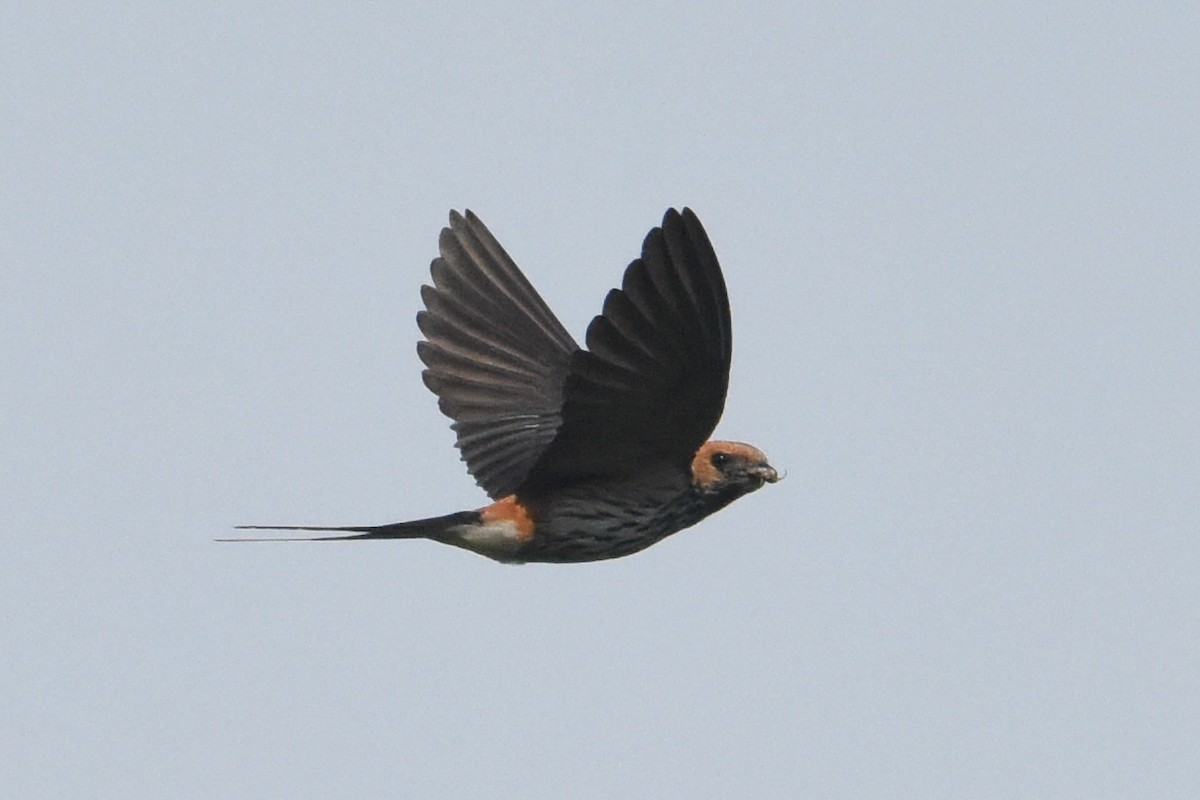 Lesser Striped Swallow - Nick Moore